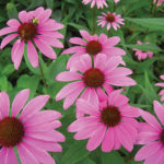 Echinacea