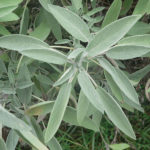 Salvia