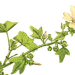 malva