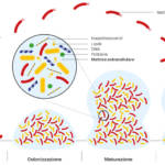 Fig. 2 La formazione del biofilm dentale. I primi batteri che cominciano a colonizzare il tessuto dentale, appartengono a diverse specie streptococciche. Quelli che riescono subito ad aderire iniziano a produrre la matrice extracellulare e, il più delle volte, rimangono permanentemente attaccati. Altri batteri, invece, possono aderire in maniera reversibile, disperdersi, e andare a colonizzare altre superfici. Andando avanti, il biofilm comincia a maturare e aumenta la diversità e la complessità batterica. A questo punto, dei batteri possono staccarsi dal biofilm formatosi e disperdersi, dando luogo a colonizzazioni di nuove superfici presenti nel cavo orale. La matrice extracellulare, oltre a permettere alla comunità batterica di aderire alla superficie, fornisce protezione verso possibili predatori e antibiotici. Adattata e modificata da: Barker H. How bacterial communities divvy up duties. The Scientist, June 15, 2023.