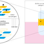 Fig. 3 La specificità dei fagi verso batteri patogeni. Adattata e modificata da Trinette F, et al. (96).