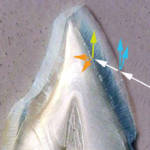 Fig. 1A