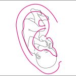 Fig. 2 Mappa Nogier.