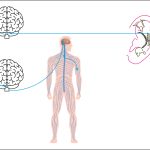 Fig. 4 Effetto riflesso della stimolazione auricolare.