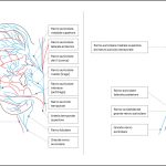 Fig. 5A, 5B Innervazione del padiglione auricolare anteriore e posteriore.