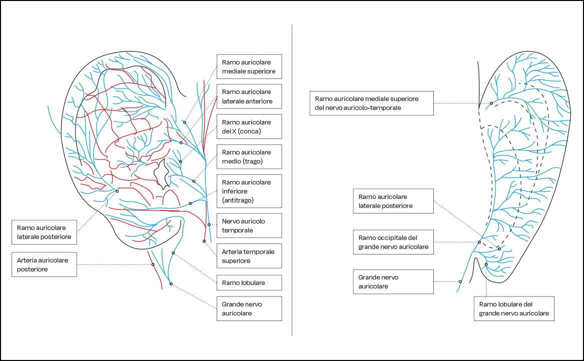 Fig. 5A, 5B Innervazione del padiglione auricolare anteriore e posteriore.