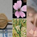 Fig. 7A Metodi di stimolazione auricolare con semi di vaccaria.