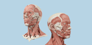 Correlazione funzionale tra serramento dei muscoli masticatori e pavimento pelvico: revisione narrativa della letteratura e implicazioni cliniche per l’igienista dentale
