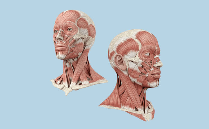 Correlazione funzionale tra serramento dei muscoli masticatori e pavimento pelvico: revisione narrativa della letteratura e implicazioni cliniche per l’igienista dentale Correlazione funzionale tra serramento dei muscoli masticatori e pavimento pelvico: revisione narrativa della letteratura e implicazioni cliniche per l’igienista dentale