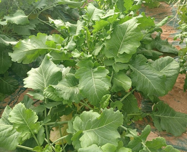 Parentali selvatici delle brassiche in campo sperimentale
