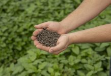 Fertilità microbiologica del suolo, ecco perché è importante