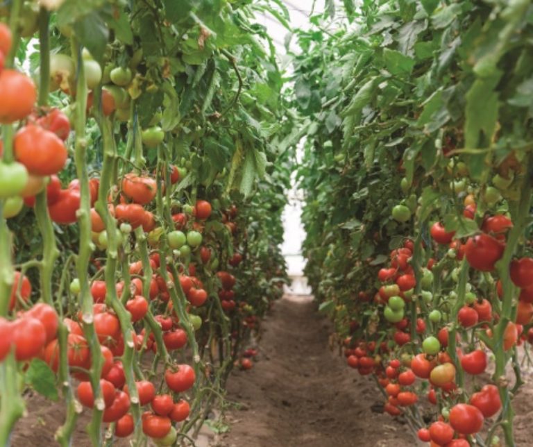 pomodoro in serra