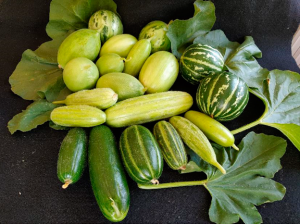 meloni immaturi