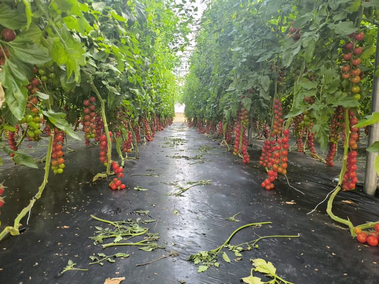 pomodoro