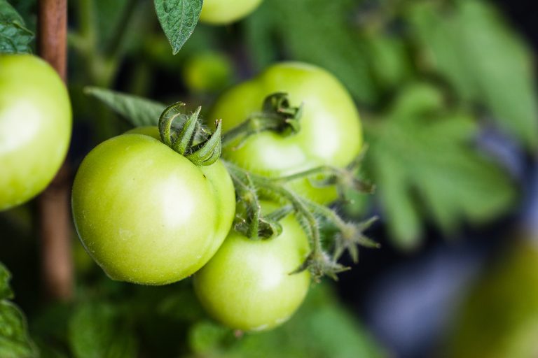 pomodoro