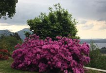 Azalea