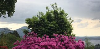 Azalea