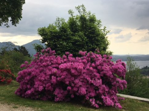 Azalea