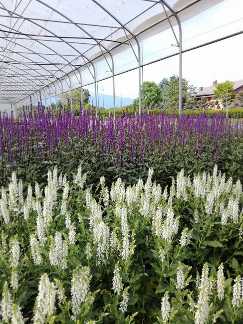 Flor veneto