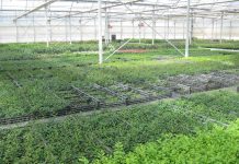 acido pelargonico