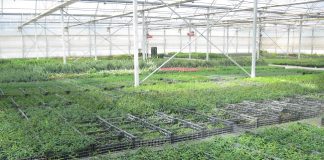 acido pelargonico