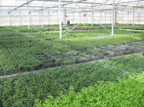 acido pelargonico