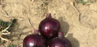 Una realtà che fa sementi orticole per l’Italia e 50 Paesi del mondo