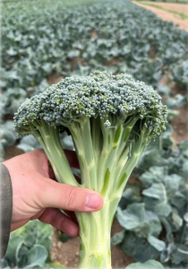 Broccolo Cleanstem