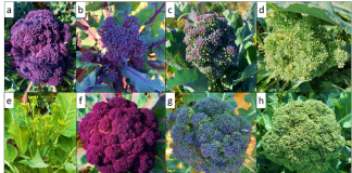 Broccoli bio: le varietà locali battono gli ibridi