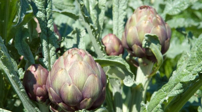 Carciofo, capolini piccoli se la nutrizione è scarsa