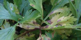 Sedano, pericolo cercosporiosi se l’autunno è mite e piovoso