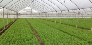 Peronospora della rucola, difendersi tra bio e chimica: strategie efficaci