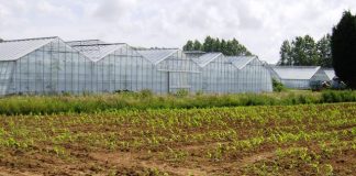 Regno Unito, più serre (e più moderne) per ridurre le importazioni