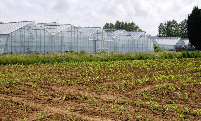 Regno Unito, più serre (e più moderne) per ridurre le importazioni