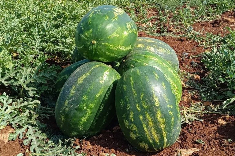 anguria