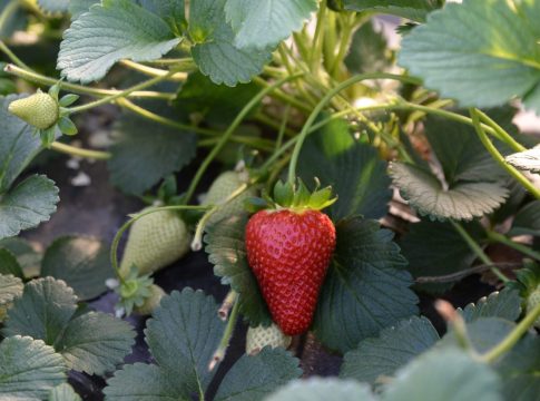 La Fragola della Basilicata ottiene l’Igp