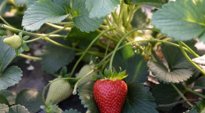 La Fragola della Basilicata ottiene l’Igp