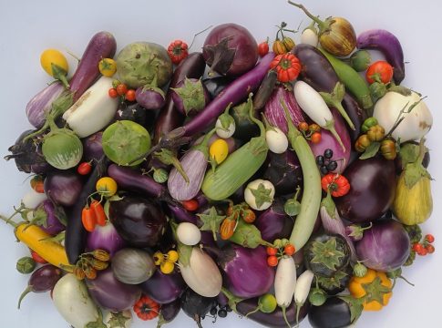 Melanzana, lo studio sul genoma che cambia la ricerca varietale