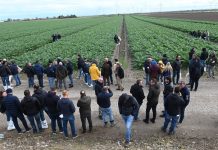 Cilentus Day, l’innovazione di Basf | Nunhems per il carciofo cilentus day