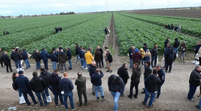 Cilentus Day, l’innovazione di Basf | Nunhems per il carciofo cilentus day