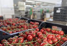 Salmonella, pomodorini siciliani sotto accusa ma le analisi smentiscono Pomodorini ciliegino coltivati in Sicilia