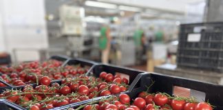 Pomodorini ciliegino coltivati in Sicilia