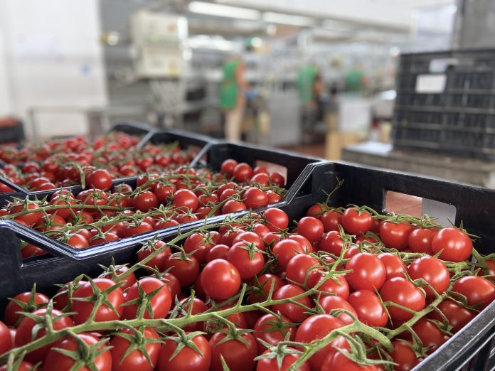 Pomodorini ciliegino coltivati in Sicilia