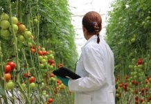 Spagna, Tecnova punta sulla cooperazione con l’Italia per l’innovazione in orticoltura