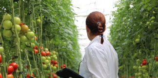 Spagna, Tecnova punta sulla cooperazione con l’Italia per l’innovazione in orticoltura