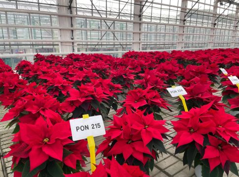 Florovivaismo, il Veneto guida la classifica delle importazioni