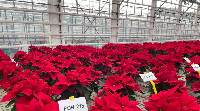 Florovivaismo, il Veneto guida la classifica delle importazioni