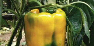 Iride, il peperone giallo che convince i produttori
