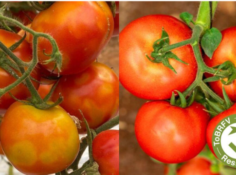 Pomodoro e resistenza al ToBRFV: cosa cambia tra IR e HR