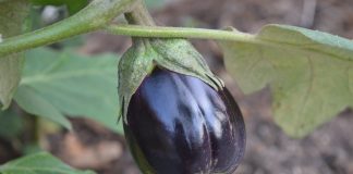 Melanzana, lo studio sul genoma che cambia la ricerca varietale